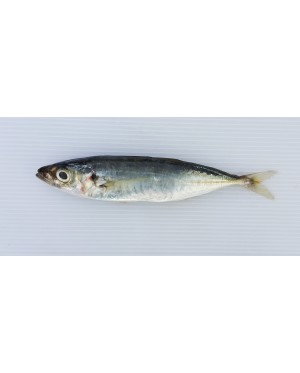Ikan Sardin 沙丁鱼 Sardine